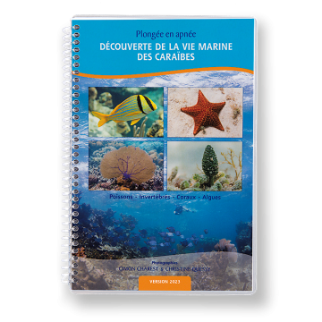 Plongée en apnée - Découverte de la vie marine des Caraïbes