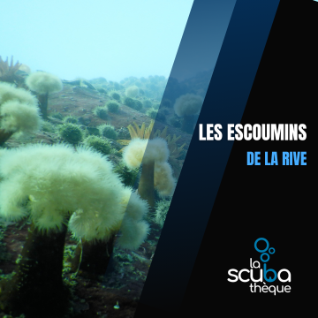 Les Escoumins 2026 : 13 et/ou 14 juin (2 plongées par jour )